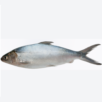 Frozen Milkfish Whole (Bangus)